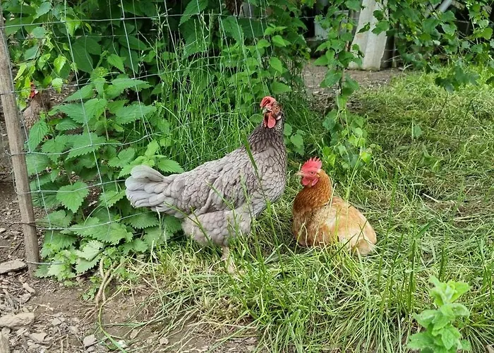 Hieblerhof Ferk 홈스테이